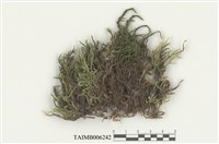 藏品(刺毛苔屬)的圖片